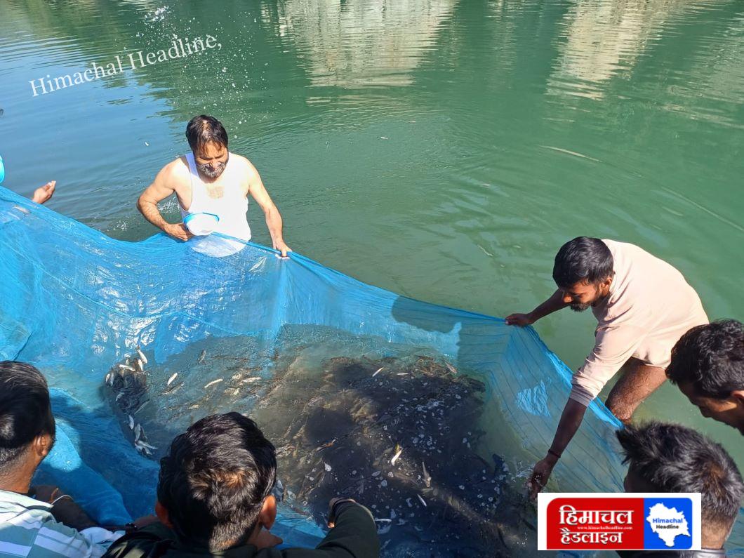 In the third phase of the river fisheries program, 2.20 lakh fish seeds were released in the Beas and its tributaries - Neetu Singh